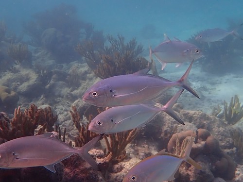 Crevalle jack (Caranx hippos) — Carangidae