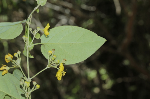 Stigmaphyllon discolor observed 2024-02-27