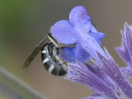 Ashy Furrow Bee, Groesbeek, Nederland, photo 8 of 10