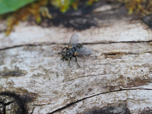 Athrycia trepida