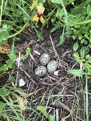 Haematopus ostralegus