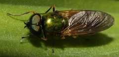 Chloromyia
