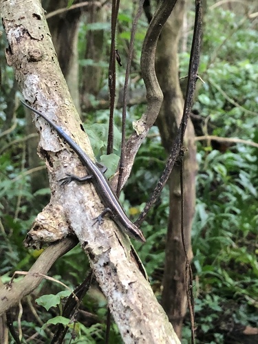 Emoia caeruleocauda observed 2021-02-18