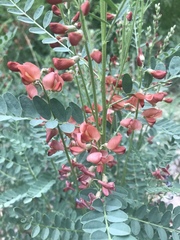 Sphaerophysa salsula