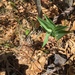 photo of Star-flowered Lily-of-the-valley (Maianthemum stellatum)