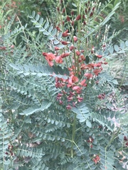 Sphaerophysa salsula