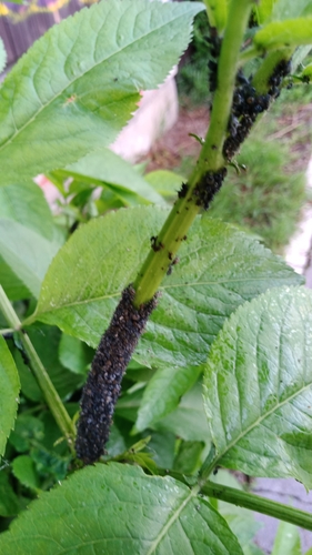 voška bazová (Aphis sambuci)