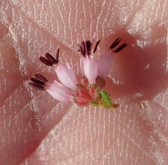 Erica glabella