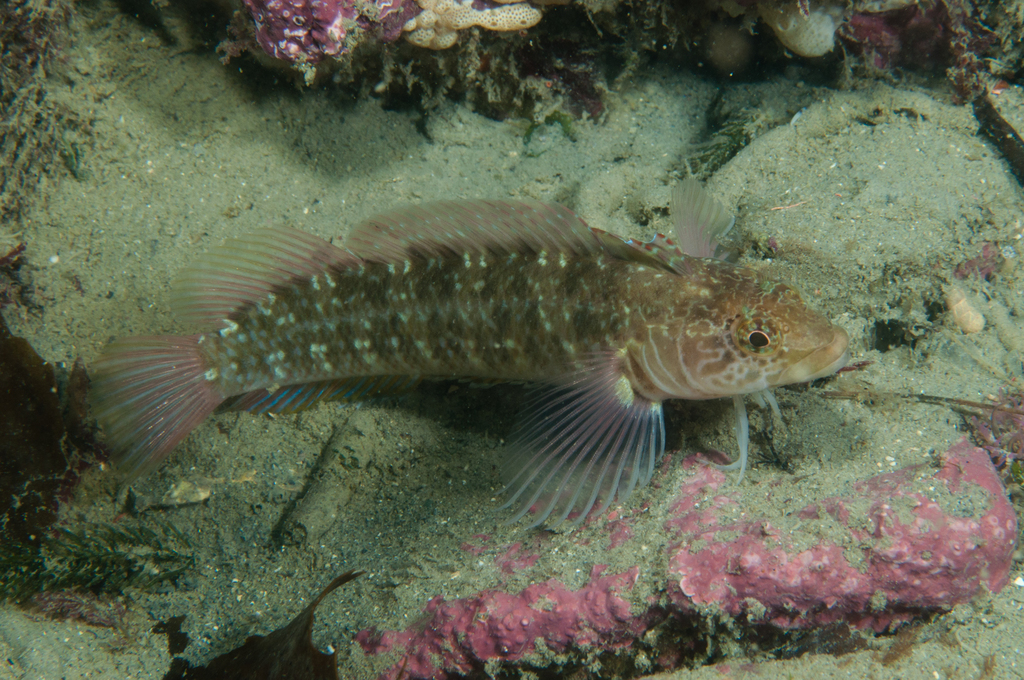 Longfinned triplefin (Ruanoho decemdigitatus) — Tripterygiidae