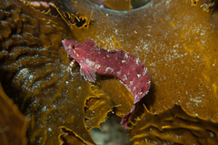 Orange Clinid photo 3