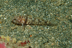 New Zealand Pygmy Sleeper photo 4