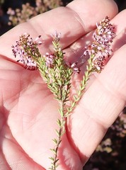 Erica glabella