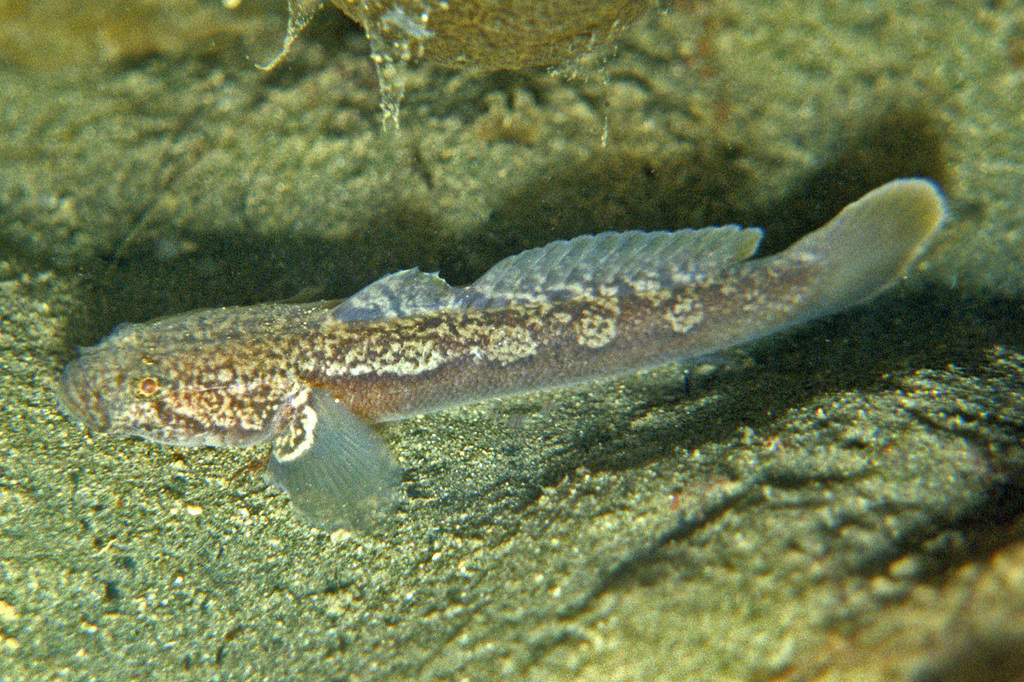Black Goby