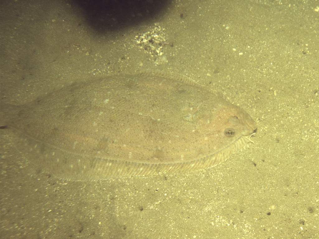 Nieuw-Zeelandse schurftvis (Arnoglossus scapha) — Bothidae