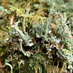 Cladonia polydactyla
