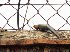 Sceloporus horridus