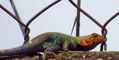 Sceloporus horridus