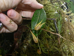 Pleurothallis bicruris