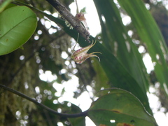 Pleurothallis bicruris
