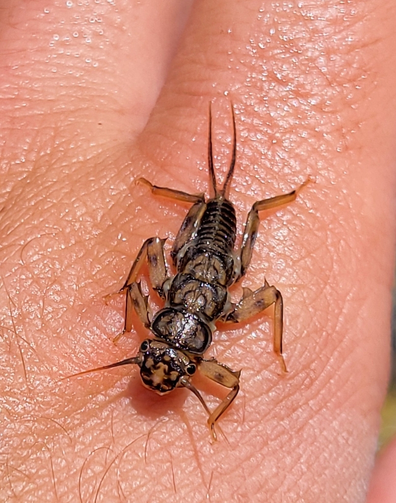 Cascades Stonefly