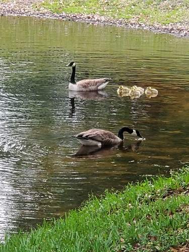 Canada Goose photographed in Florida