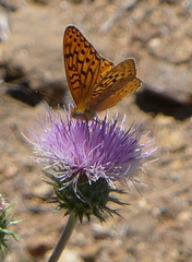 Speyeria adiaste