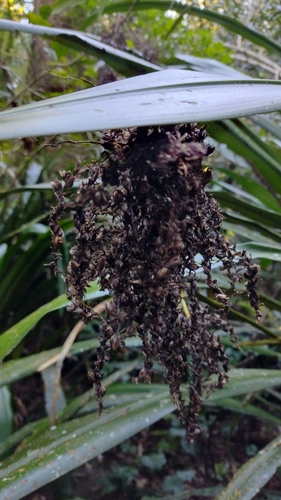 Image of Helmholtzia glaberrima by no rights reserved
