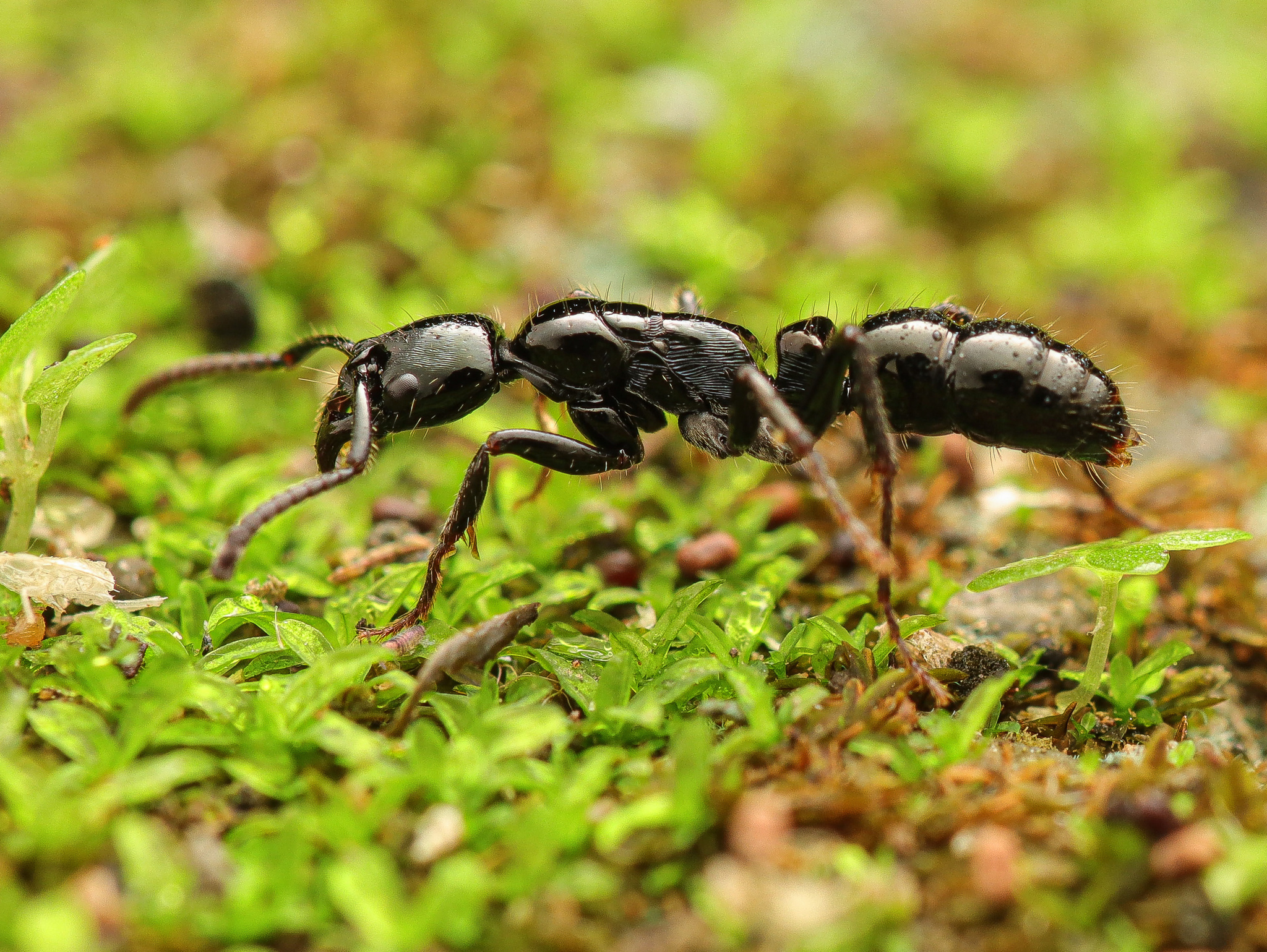 Neoponera mashpi