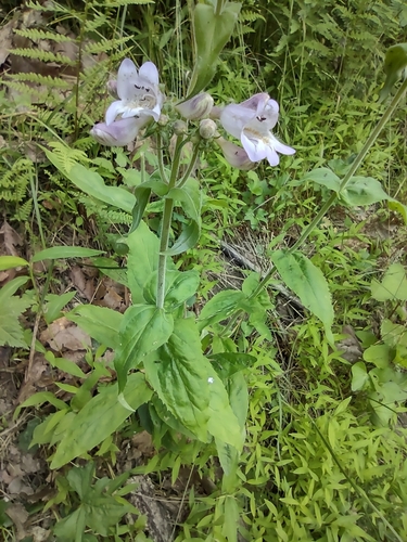 Image of Penstemon canescens by no rights reserved