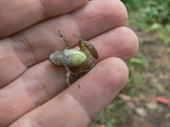 Pristimantis w-nigrum