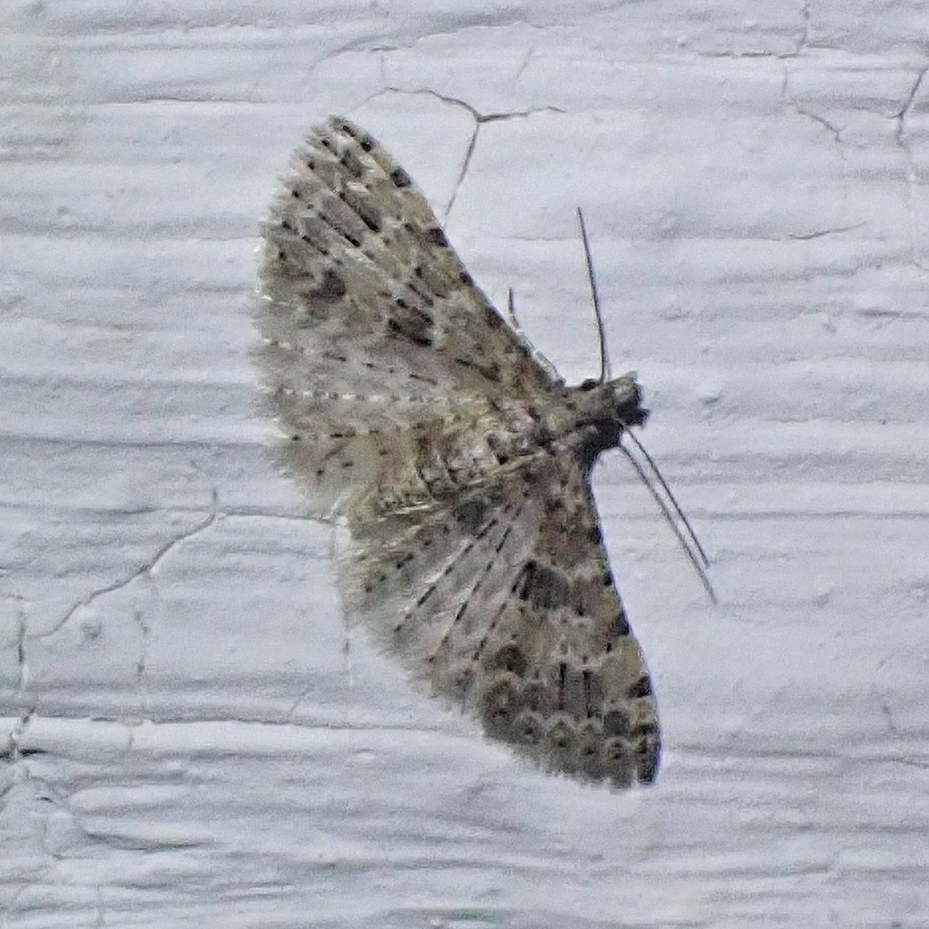 Alucita iberica