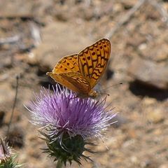 Speyeria adiaste