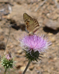 Speyeria adiaste