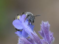 Lasioglossum sexnotatum