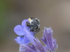 Lasioglossum sexnotatum