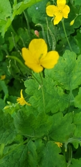 Chelidonium majus