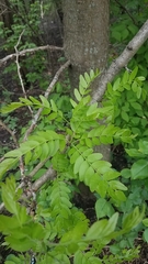 Gleditsia triacanthos inermis