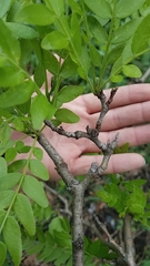 Gleditsia triacanthos inermis