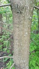Gleditsia triacanthos inermis