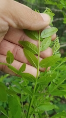 Gleditsia triacanthos inermis
