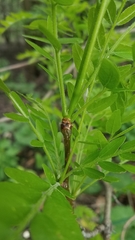 Gleditsia triacanthos inermis