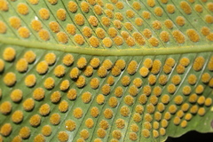 Niphidium crassifolium