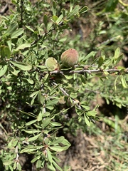 Prunus fasciculata
