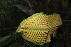 Niphidium crassifolium