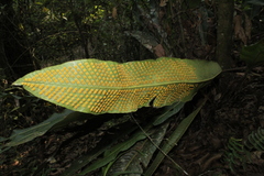 Niphidium crassifolium