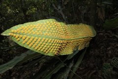 Niphidium crassifolium