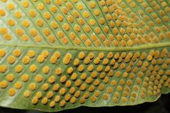 Niphidium crassifolium