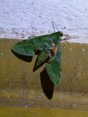 Euchloron megaera