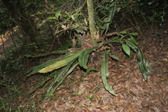 Niphidium crassifolium
