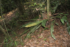 Niphidium crassifolium